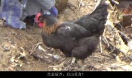 扒爷爆料散养鸡视频,散养鸡的真实生活，视频曝光养殖内幕
